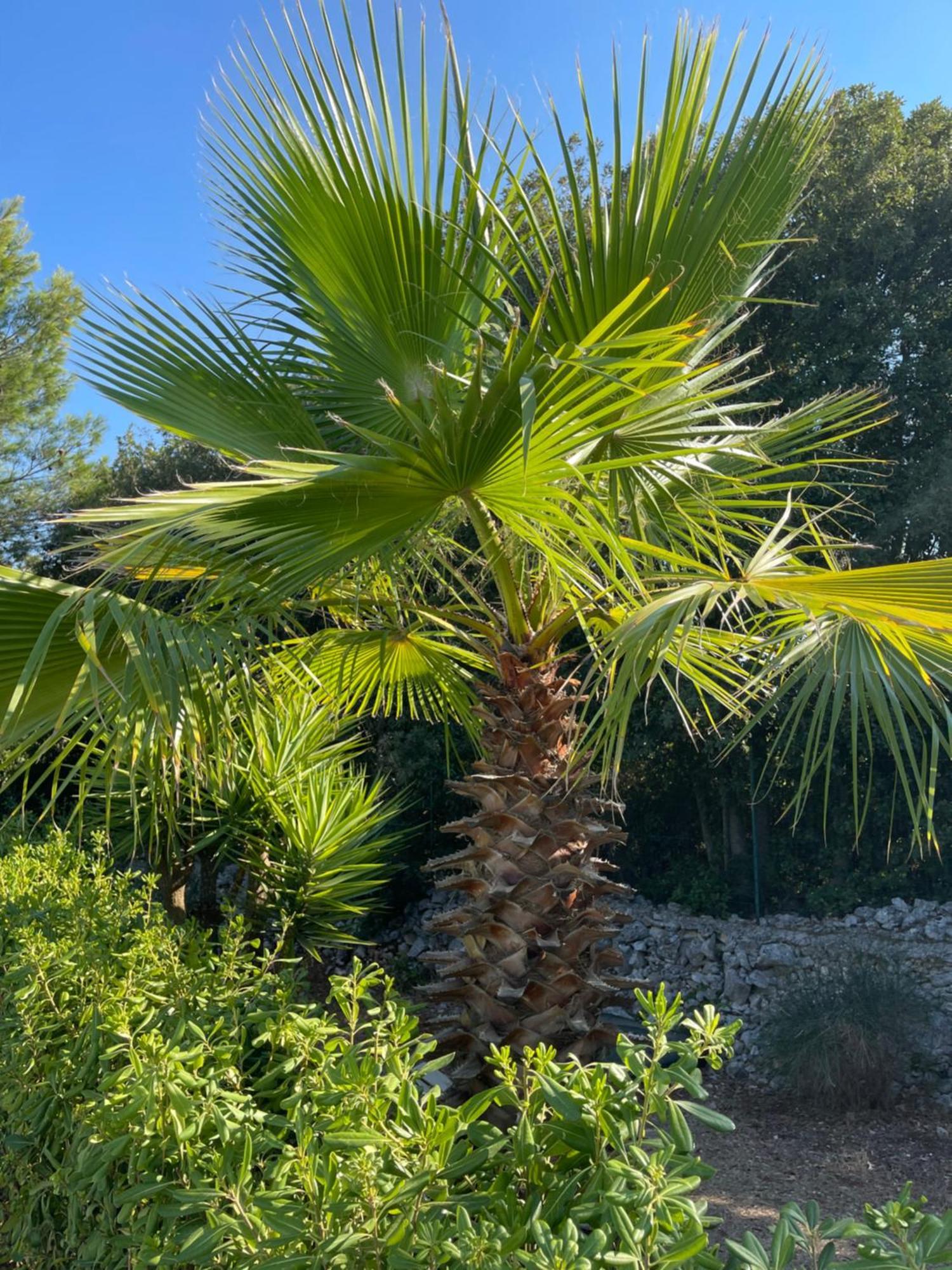Da Ksenia Hotel Ceglie Messapica Exterior photo